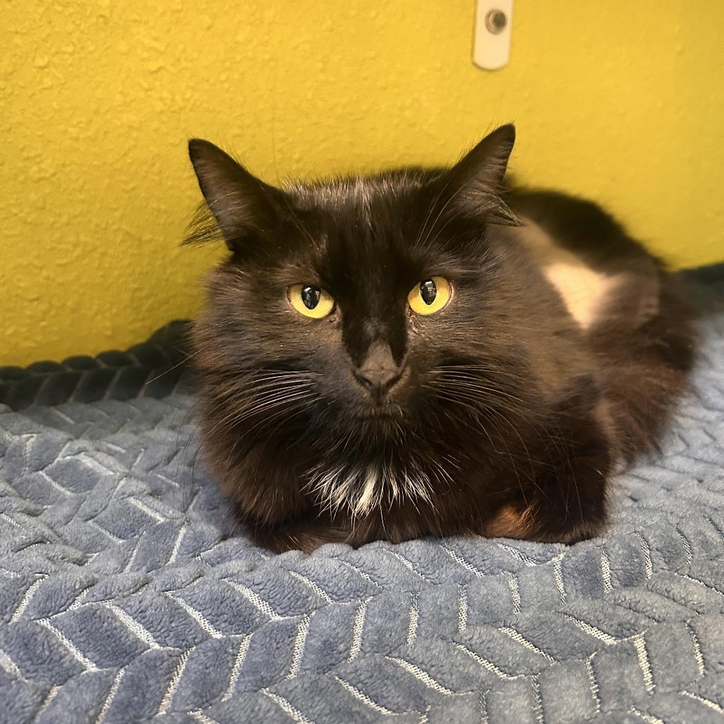 Enlarge Cassini S., a Adoptable Domestic Long Hair in Fresno, CA image 1/3