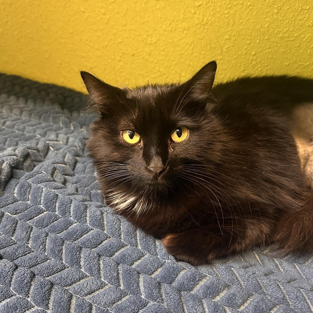 Enlarge Cassini S., a Adoptable Domestic Long Hair in Fresno, CA image 2/3