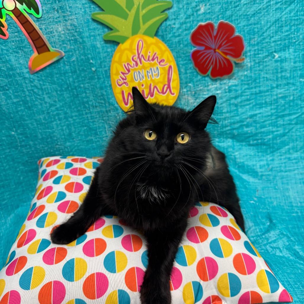 Enlarge Cassini S., a Adoptable Domestic Long Hair in Fresno, CA image 3/3