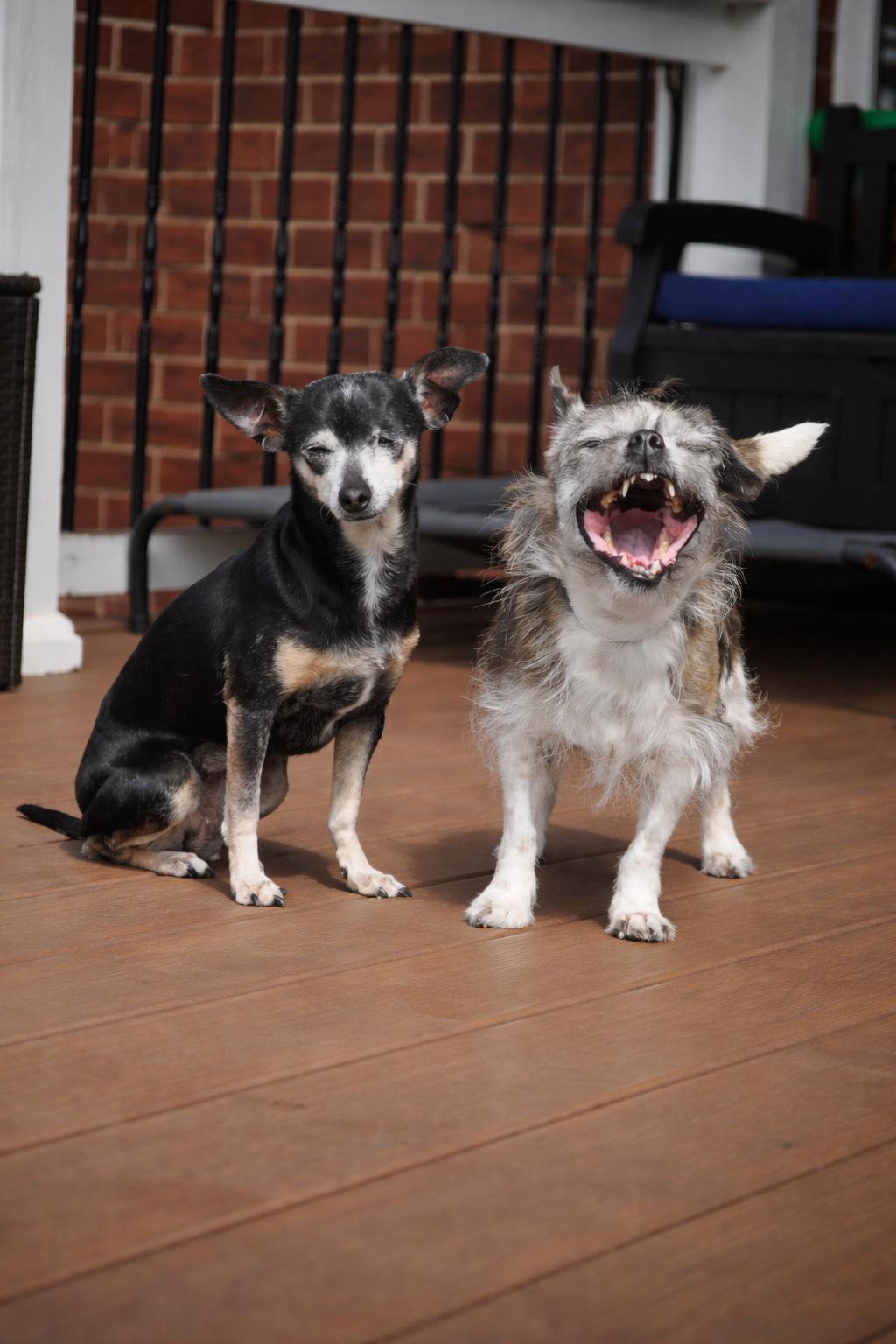 Enlarge CRICKET, a Adoptable mixed breed in Richmond, VA image 2/6