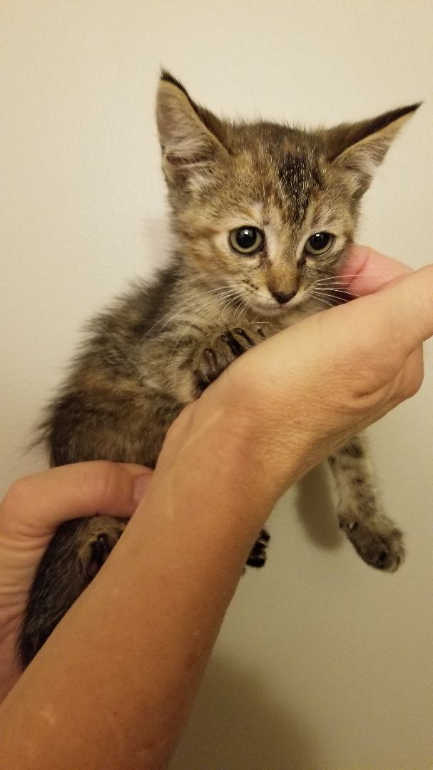 Faith, a Adoptable mixed breed in Valley Center, CA image 1/10