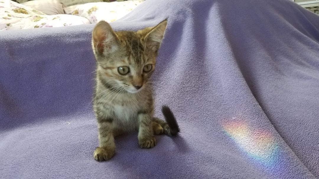 Faith, a Adoptable mixed breed in Valley Center, CA image 2/10