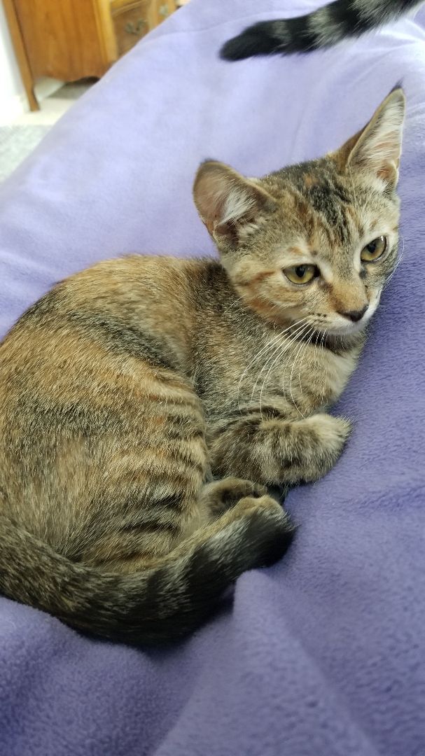 Faith, a Adoptable mixed breed in Valley Center, CA image 3/10