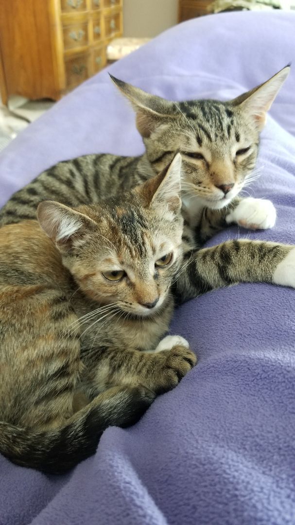 Faith, a Adoptable mixed breed in Valley Center, CA image 4/10