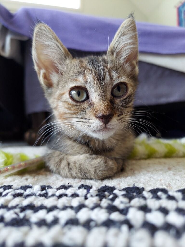Faith, a Adoptable mixed breed in Valley Center, CA image 5/10