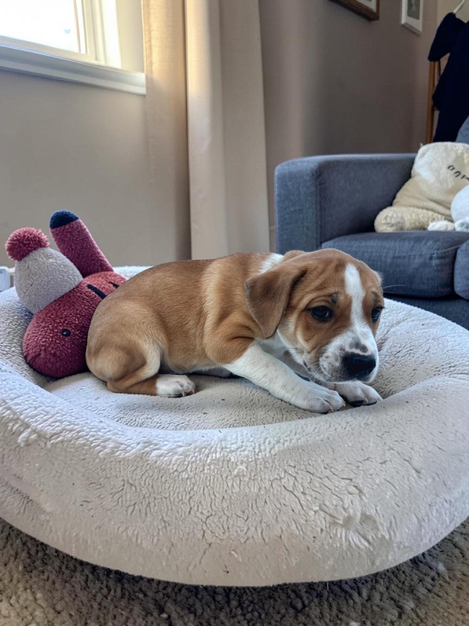 Iris, Adoptable, Puppy Female American Bulldog & Bluetick Coonhound.