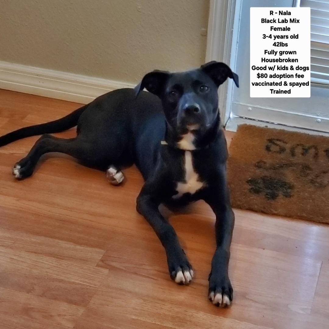 R - Nala, Adoptable, Adult Female Black Labrador Retriever.