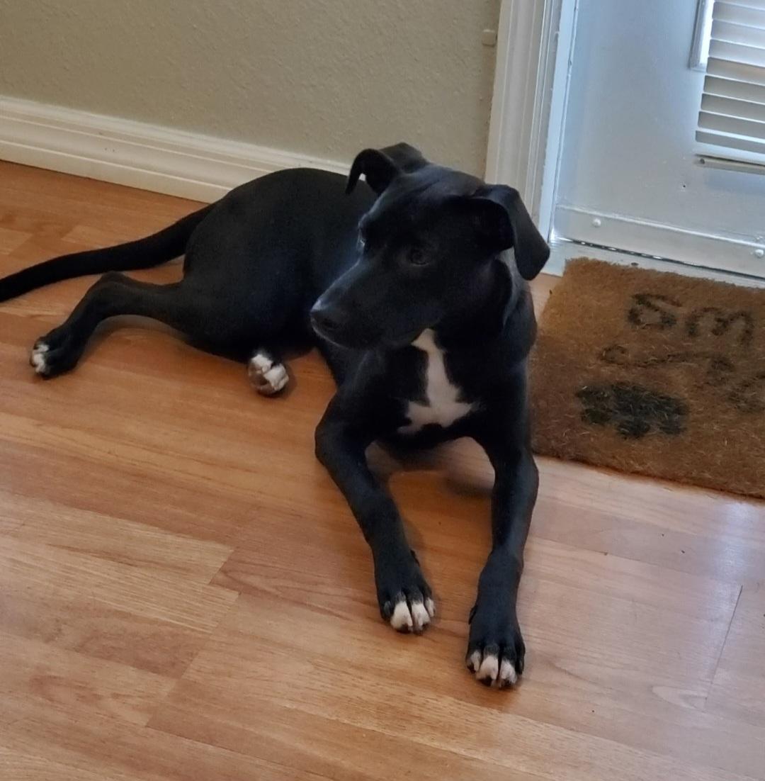 Enlarge R - Nala, a Adoptable mixed breed in Oviedo, FL image 3/3