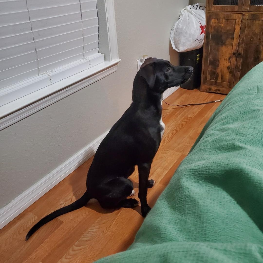 Enlarge R - Nala, a Adoptable mixed breed in Oviedo, FL image 2/3