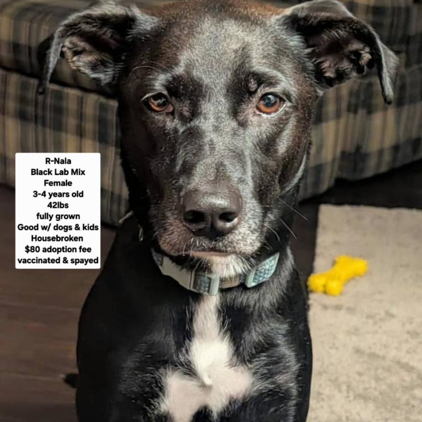 R - Nala, Adoptable, Adult Female Black Labrador Retriever.