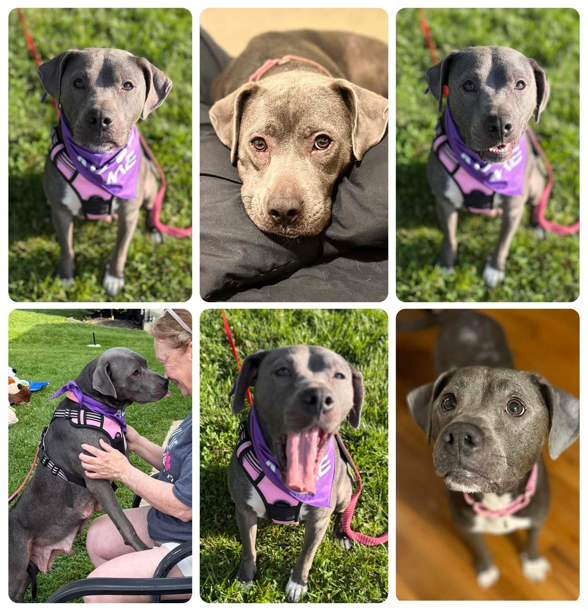 Lily, ADOPTABLE, Adult Female Pit Bull Terrier.