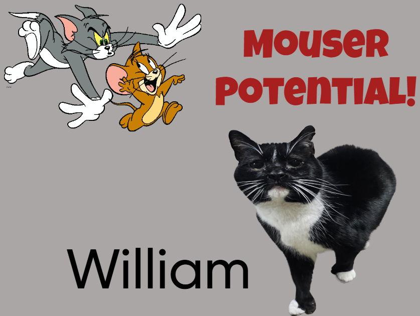 William - The Wild Kitty, Adoptable, Young Male Domestic Short Hair.