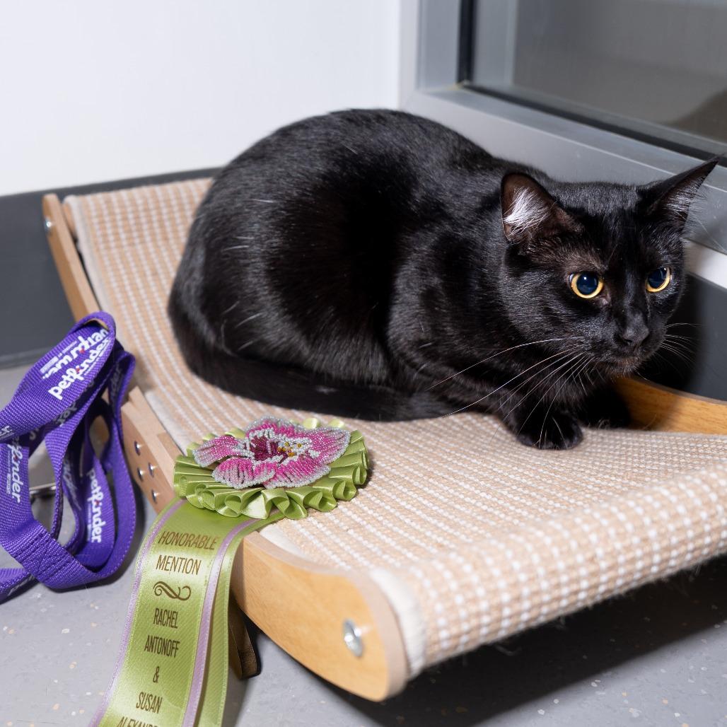 Enlarge Poke Bowl, a Adoptable Domestic Short Hair in New York, NY image 2/4