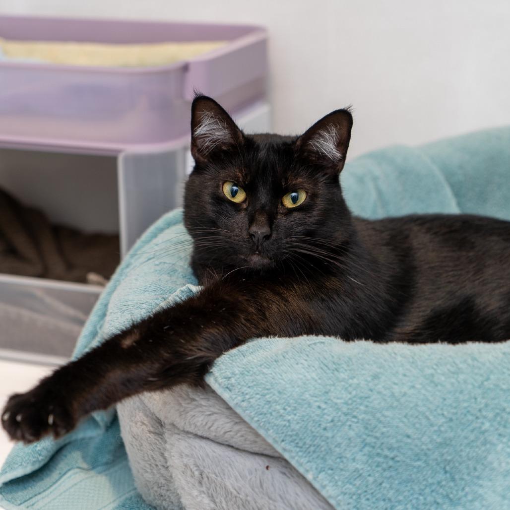 Enlarge Poke Bowl, a Adoptable Domestic Short Hair in New York, NY image 3/4