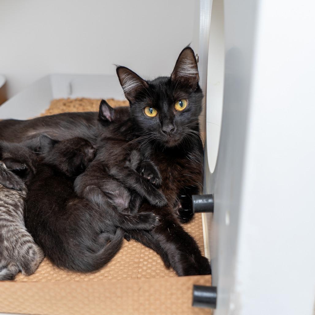 Enlarge Poke Bowl, a Adoptable Domestic Short Hair in New York, NY image 4/4