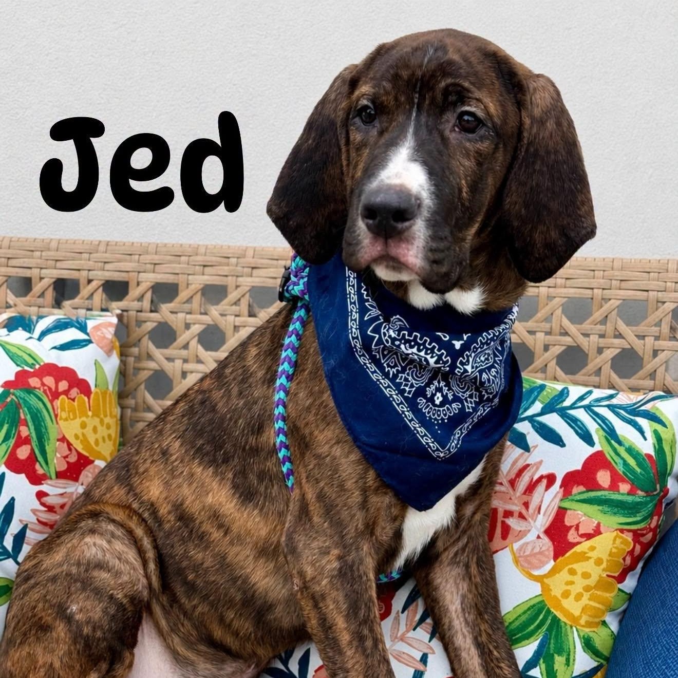Jed, adopted, Young Male Hound.