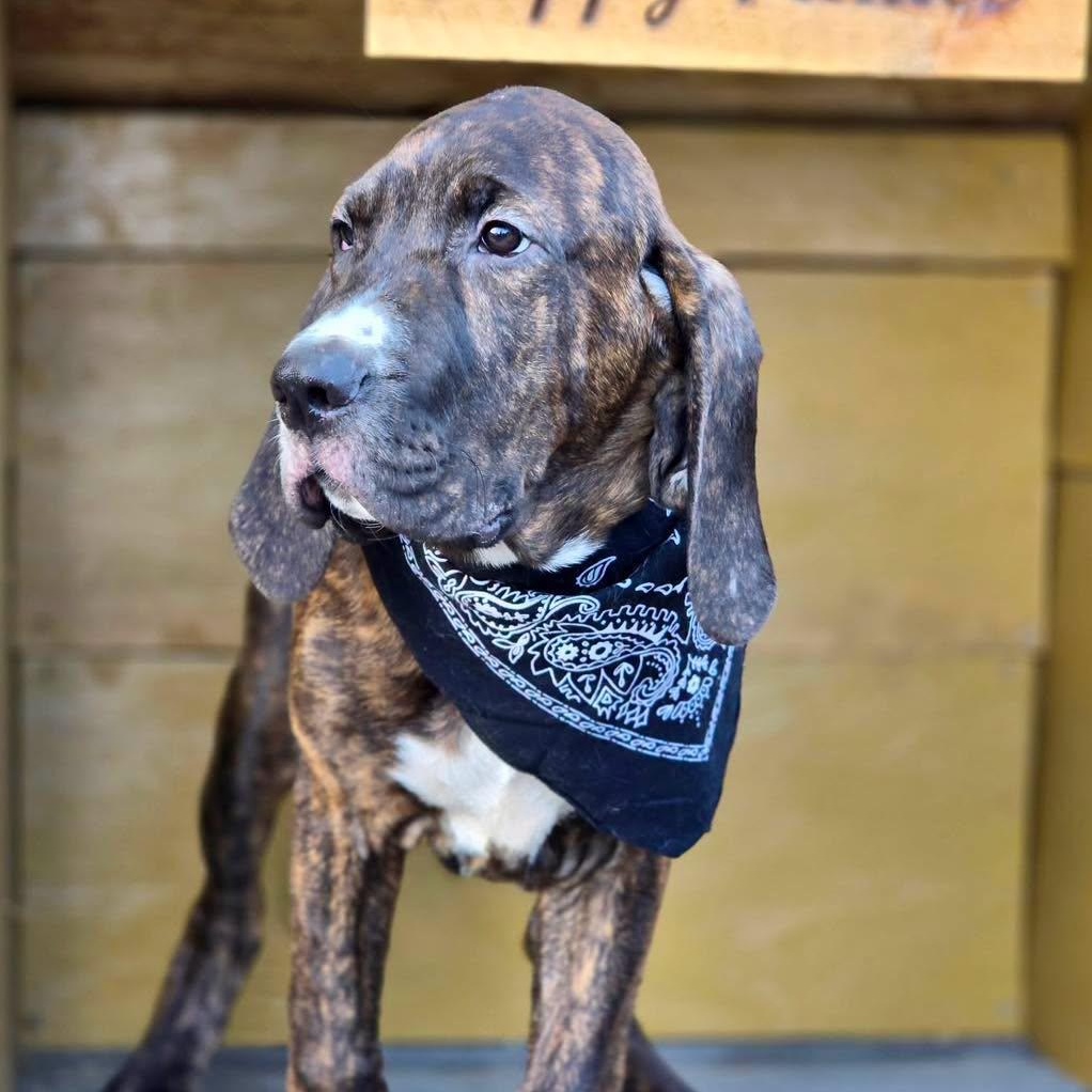 Jed, an adopted mixed breed in Effingham, IL image 3/3