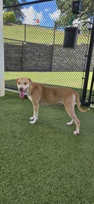 Enlarge Fox, a Adoptable mixed breed in Daphne, AL image 2/3