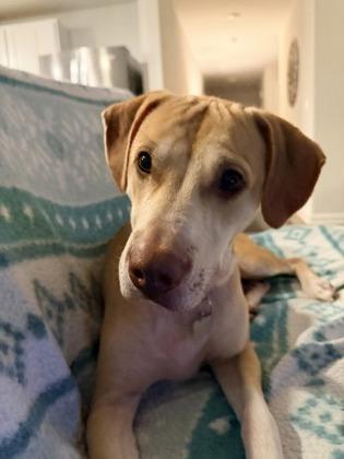 Fox, Adoptable, Adult Female Retriever & Mixed Breed.