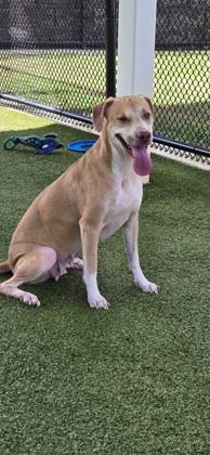 Enlarge Fox, a Adoptable mixed breed in Daphne, AL image 3/3