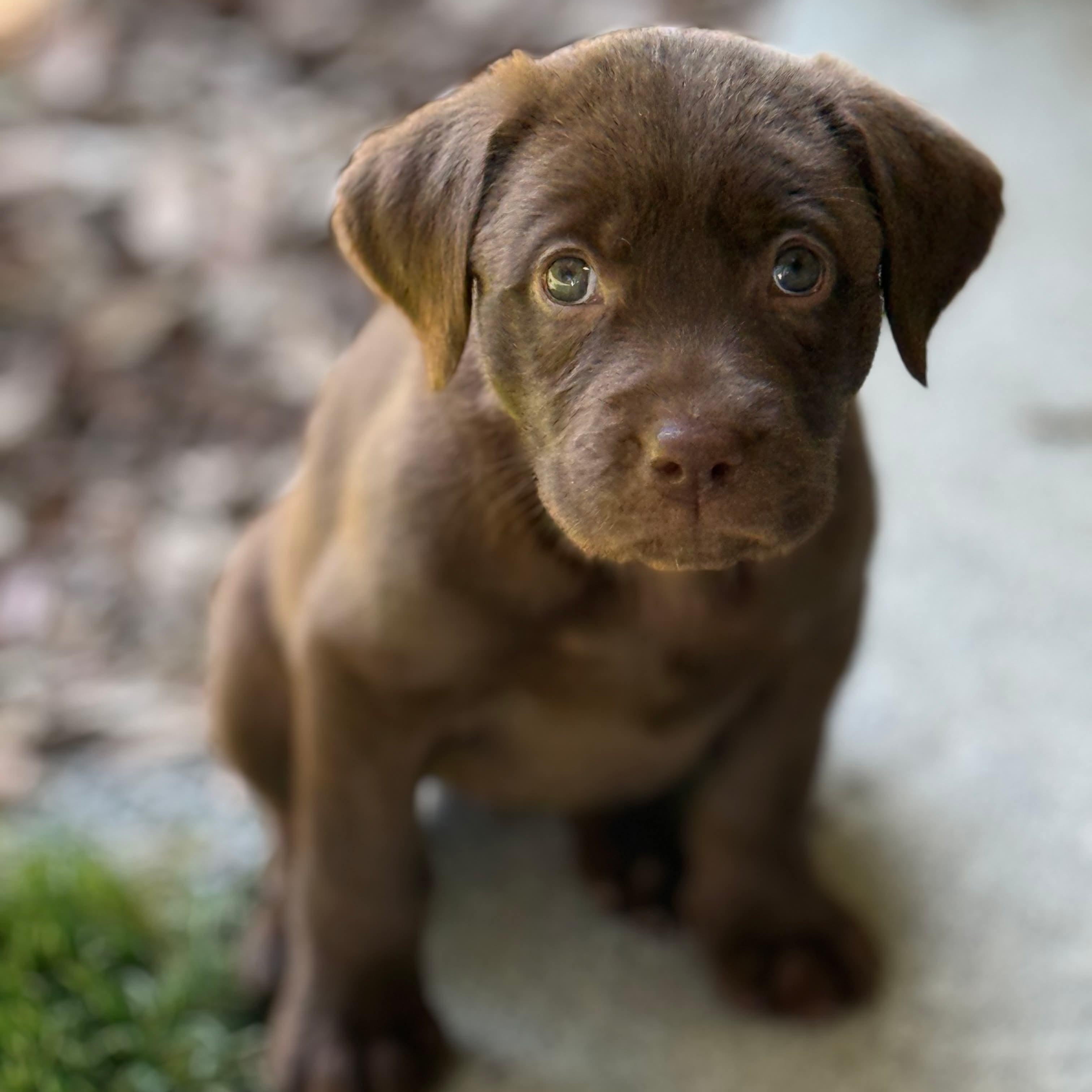 Wren, ADOPTABLE, Puppy Female Labrador Retriever.