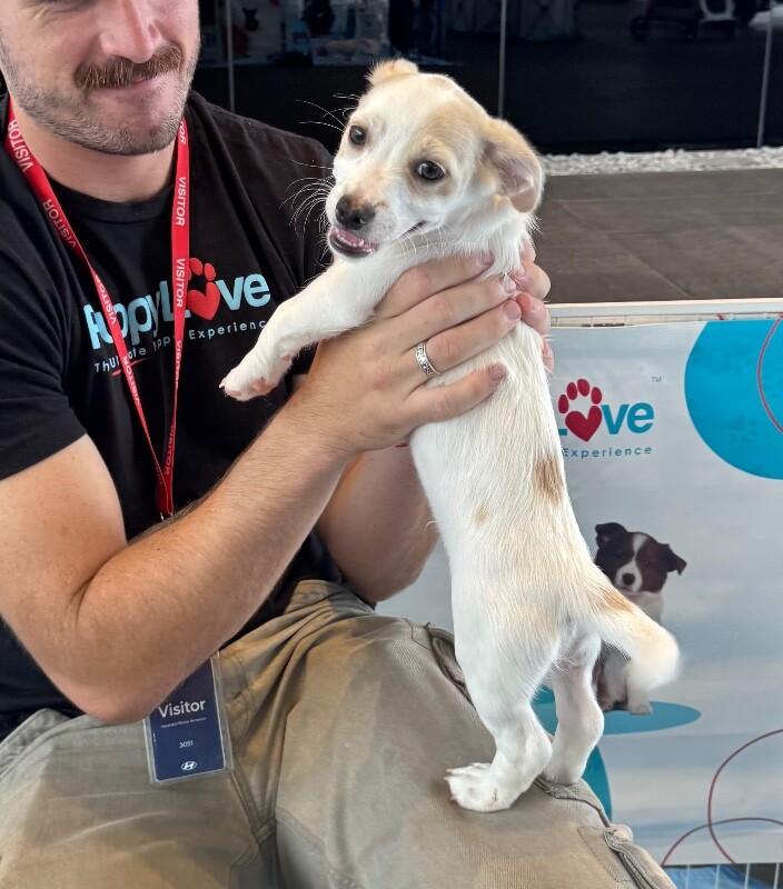 Jefree, Adoptable, Puppy Male Mixed Breed & Chihuahua.