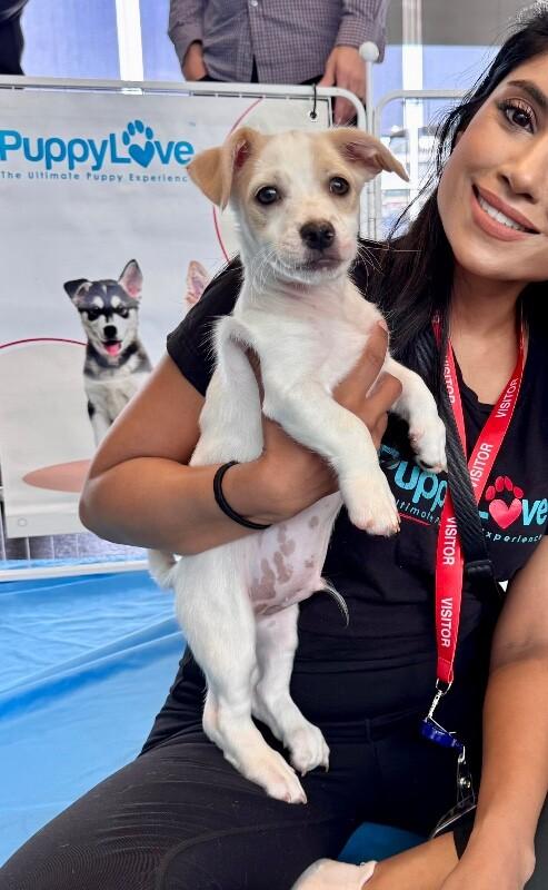 Enlarge Jefree, a Adoptable mixed breed in Van Nuys, CA image 6/6