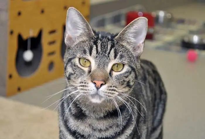 Garamond, Young Male Domestic Short Hair