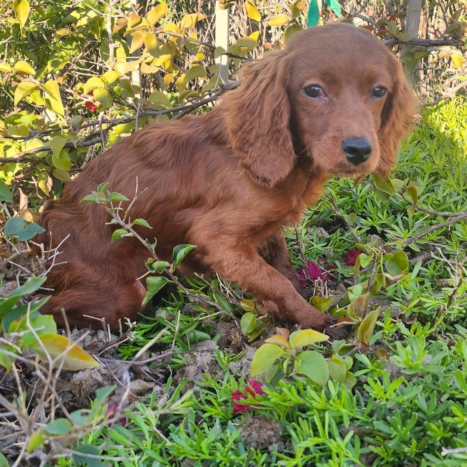 Girl, ADOPTABLE, Puppy Female Cocker Spaniel & Poodle (Toy).