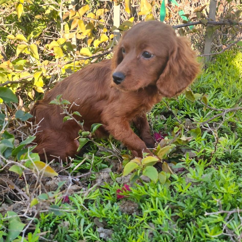 Enlarge Girl, a ADOPTABLE mixed breed in Torrance, CA image 3/3