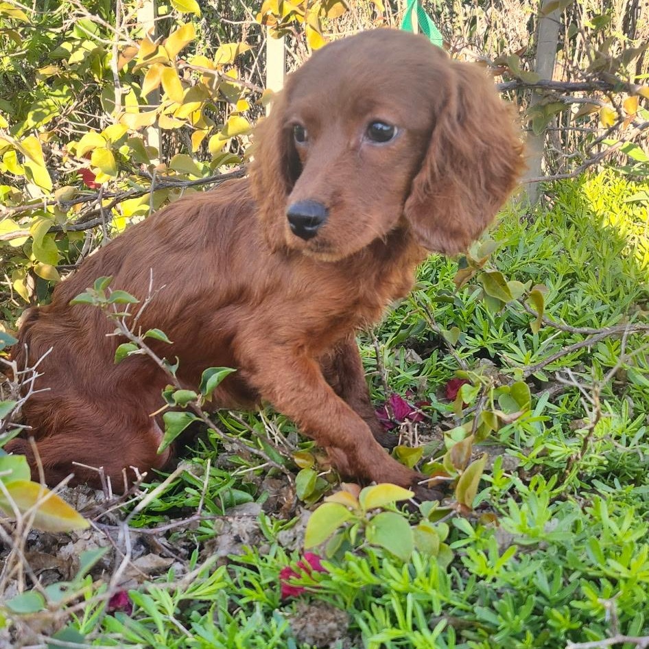 Enlarge Girl, a ADOPTABLE mixed breed in Torrance, CA image 2/3