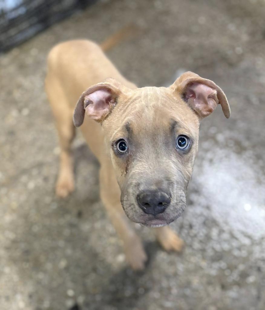 Simba, Adoptable, Puppy Male Mixed Breed.