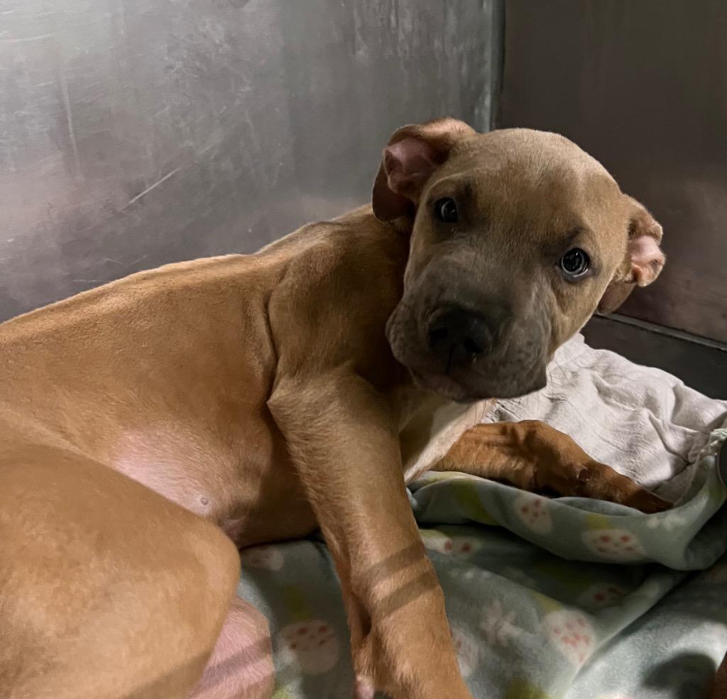 Enlarge Simba, a Adoptable mixed breed in Warren, MI image 2/3
