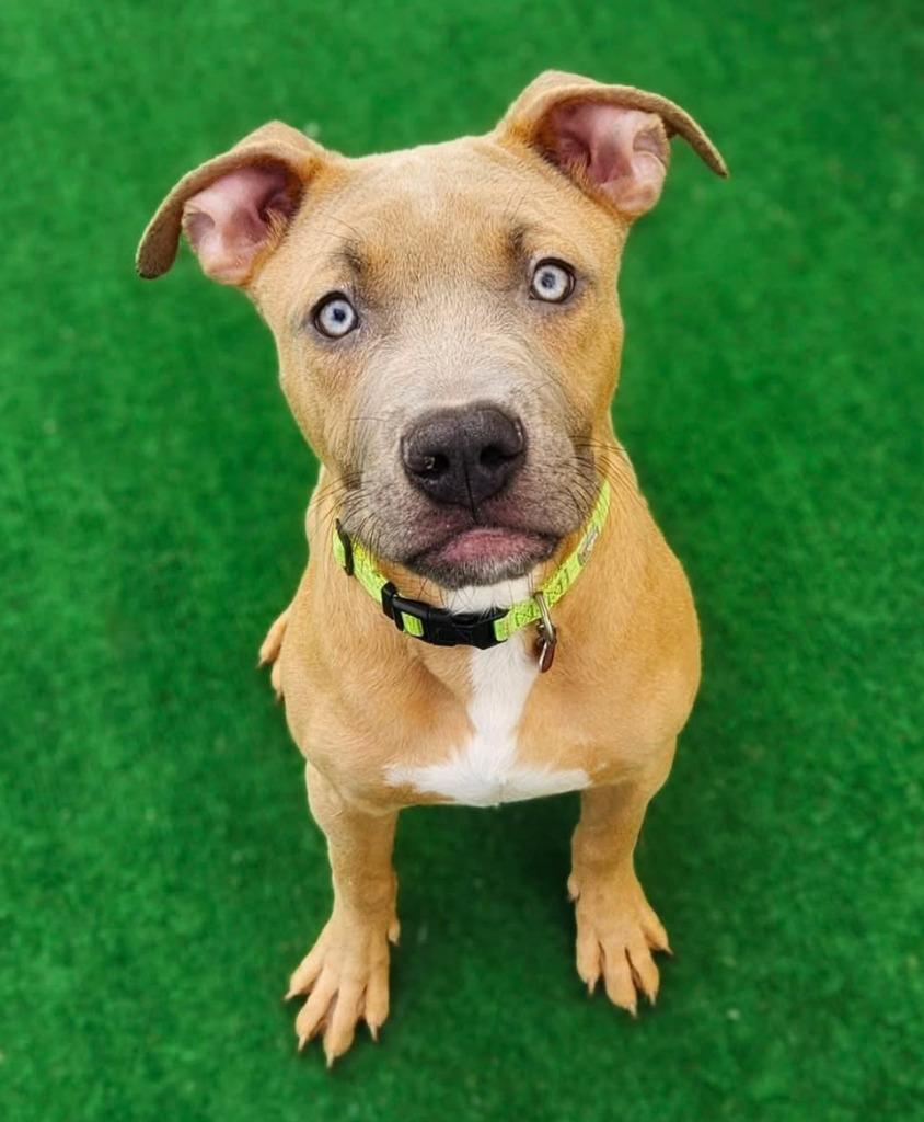 Enlarge Simba, a Adoptable mixed breed in Warren, MI image 3/3