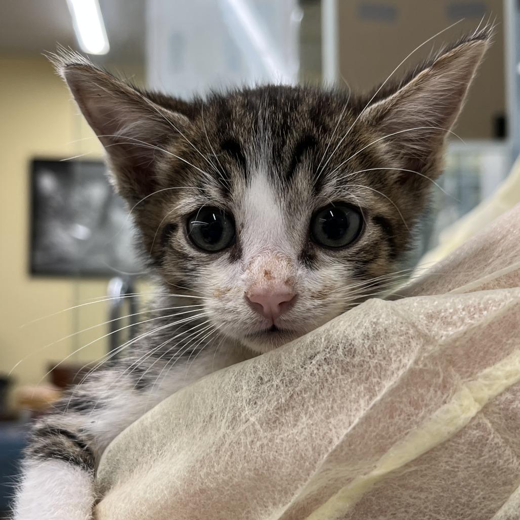 Pesto, Adoptable, Kitten Male Domestic Short Hair.