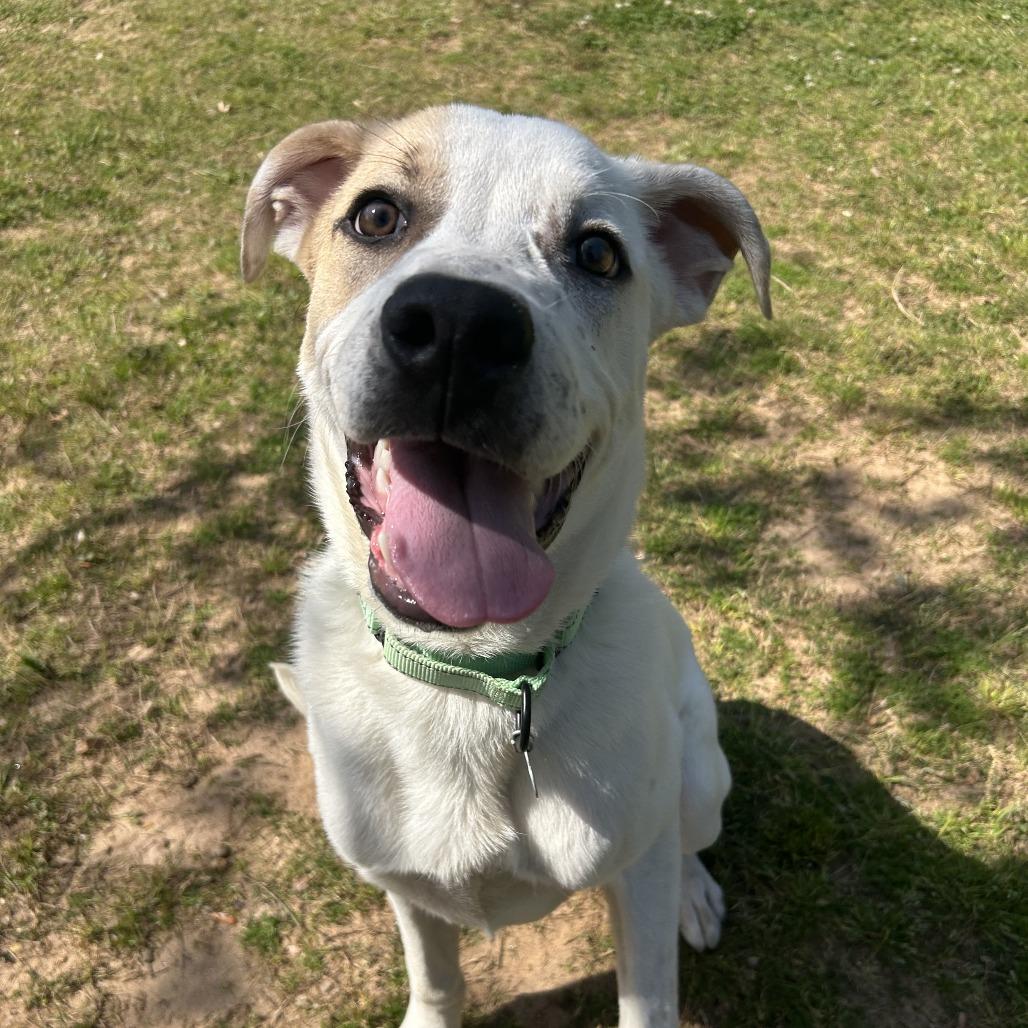 Pogo, Adoptable, Young Male Mixed Breed.