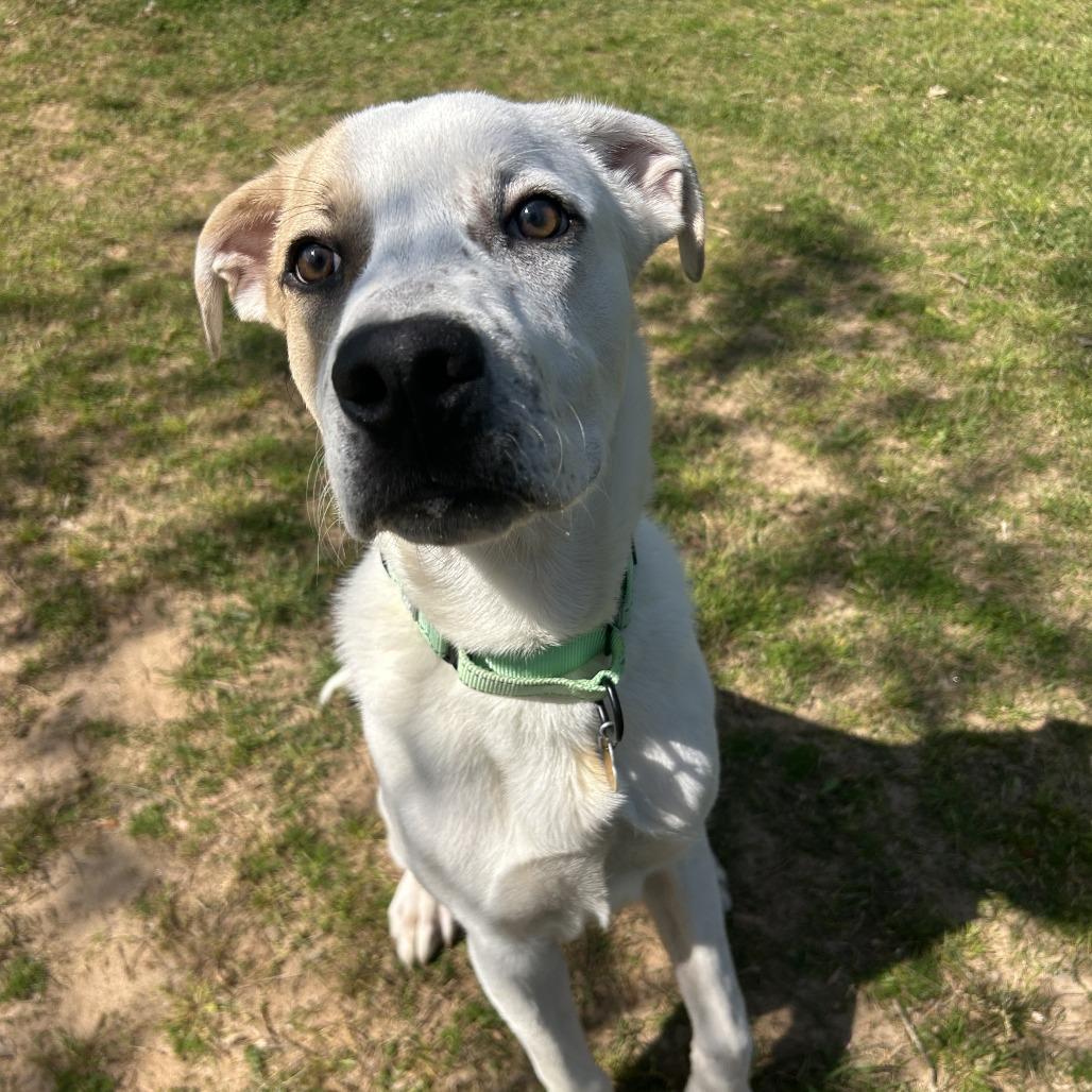 Enlarge Pogo, a Adoptable Mixed Breed in Auburn, AL image 2/6