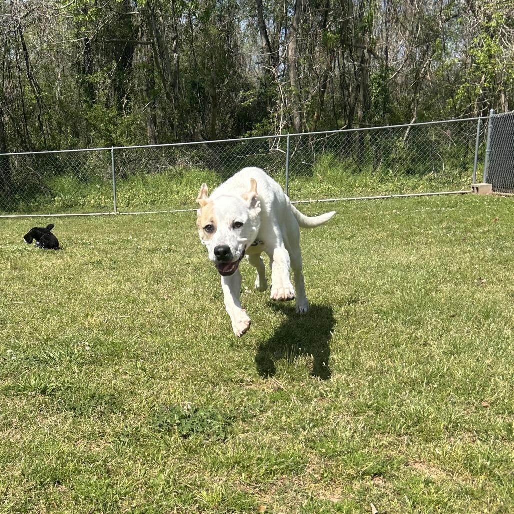 Enlarge Pogo, a Adoptable Mixed Breed in Auburn, AL image 3/6