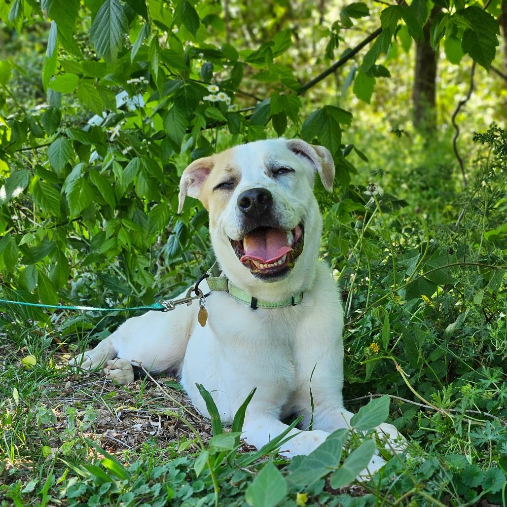 Enlarge Pogo, a Adoptable Mixed Breed in Auburn, AL image 4/6