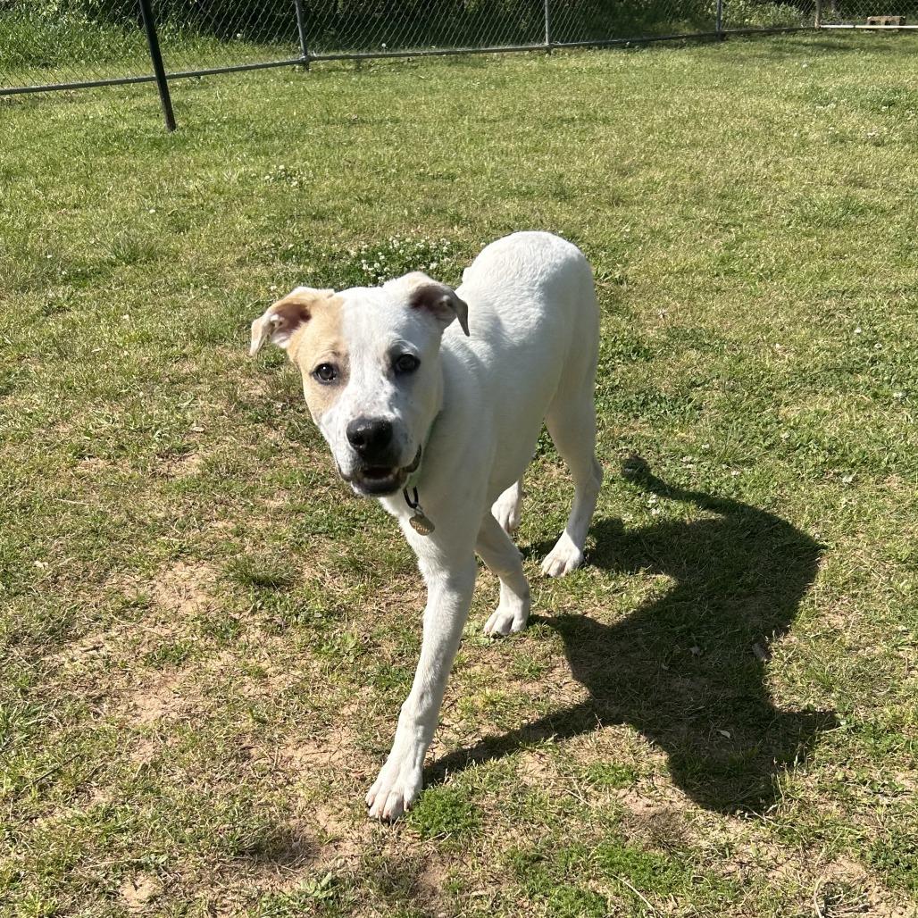 Enlarge Pogo, a Adoptable Mixed Breed in Auburn, AL image 5/6