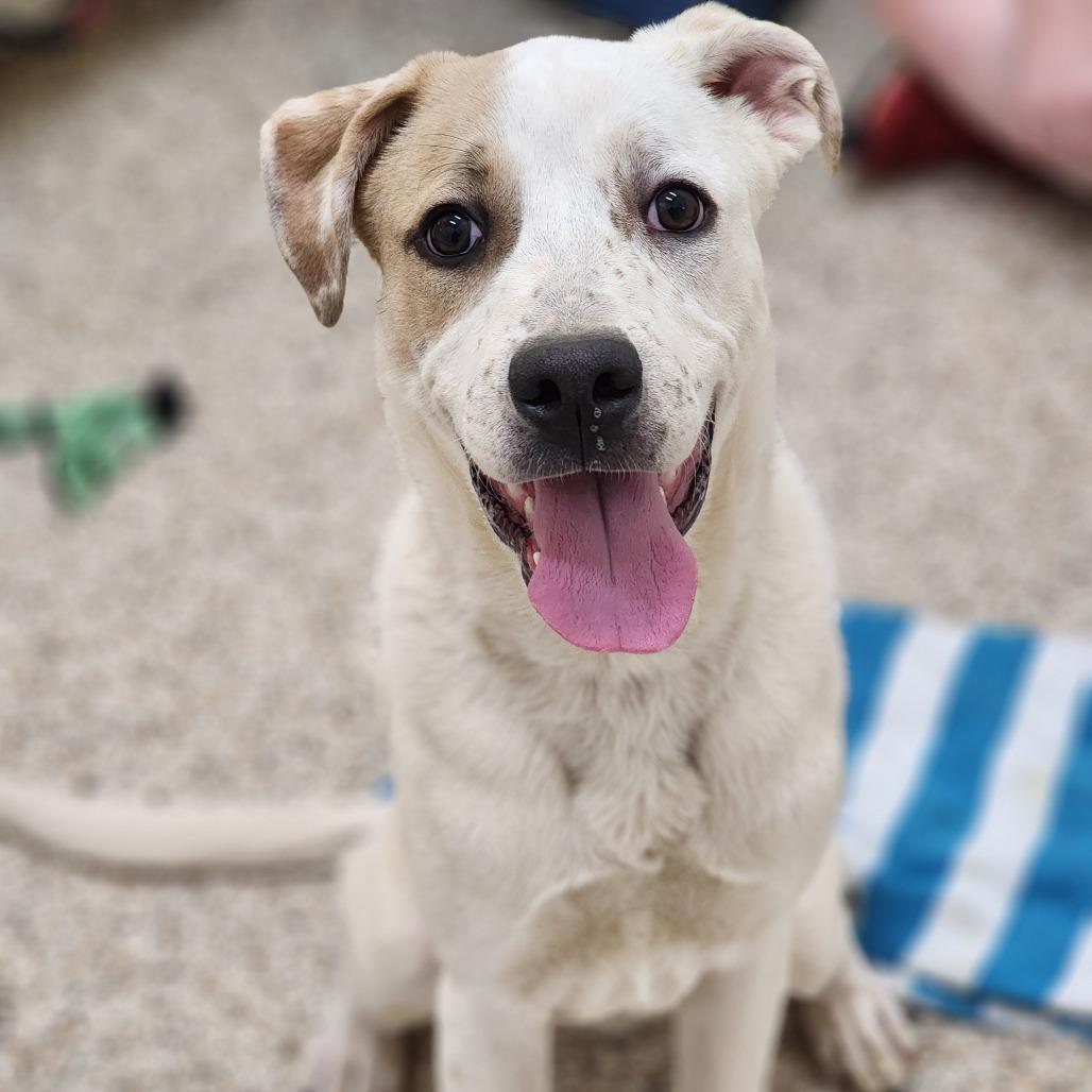 Enlarge Pogo, a Adoptable Mixed Breed in Auburn, AL image 6/6