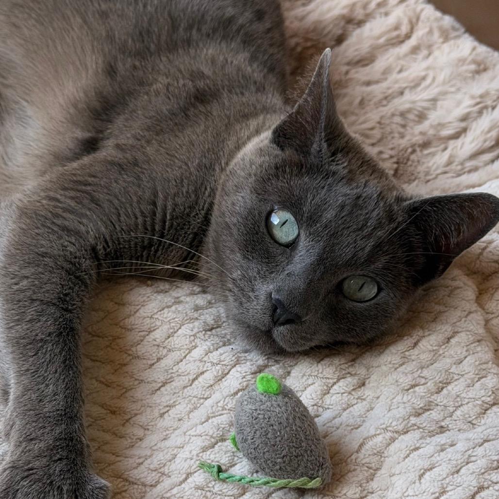 Noble, Adoptable, Adult Male Siamese.