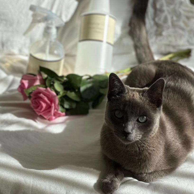 Enlarge Noble, a Adoptable Siamese in Los Angeles, CA image 3/3