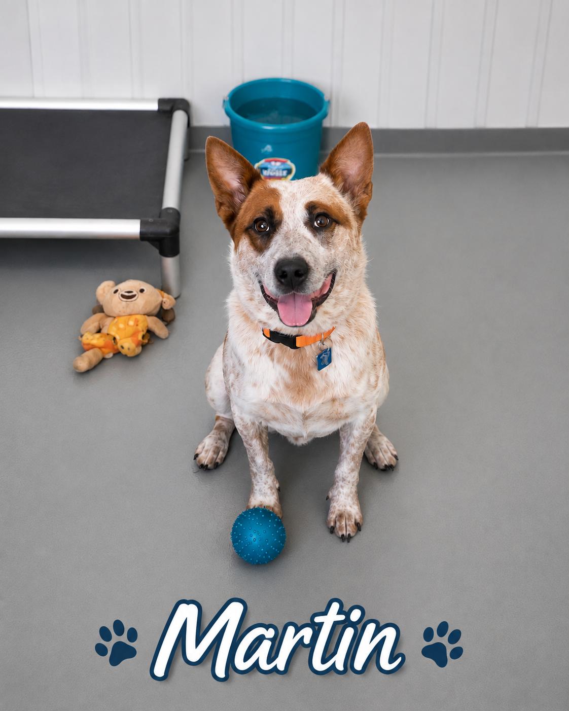 Enlarge Martin, a ADOPTABLE Australian Cattle Dog / Blue Heeler in Momence, IL image 1/1