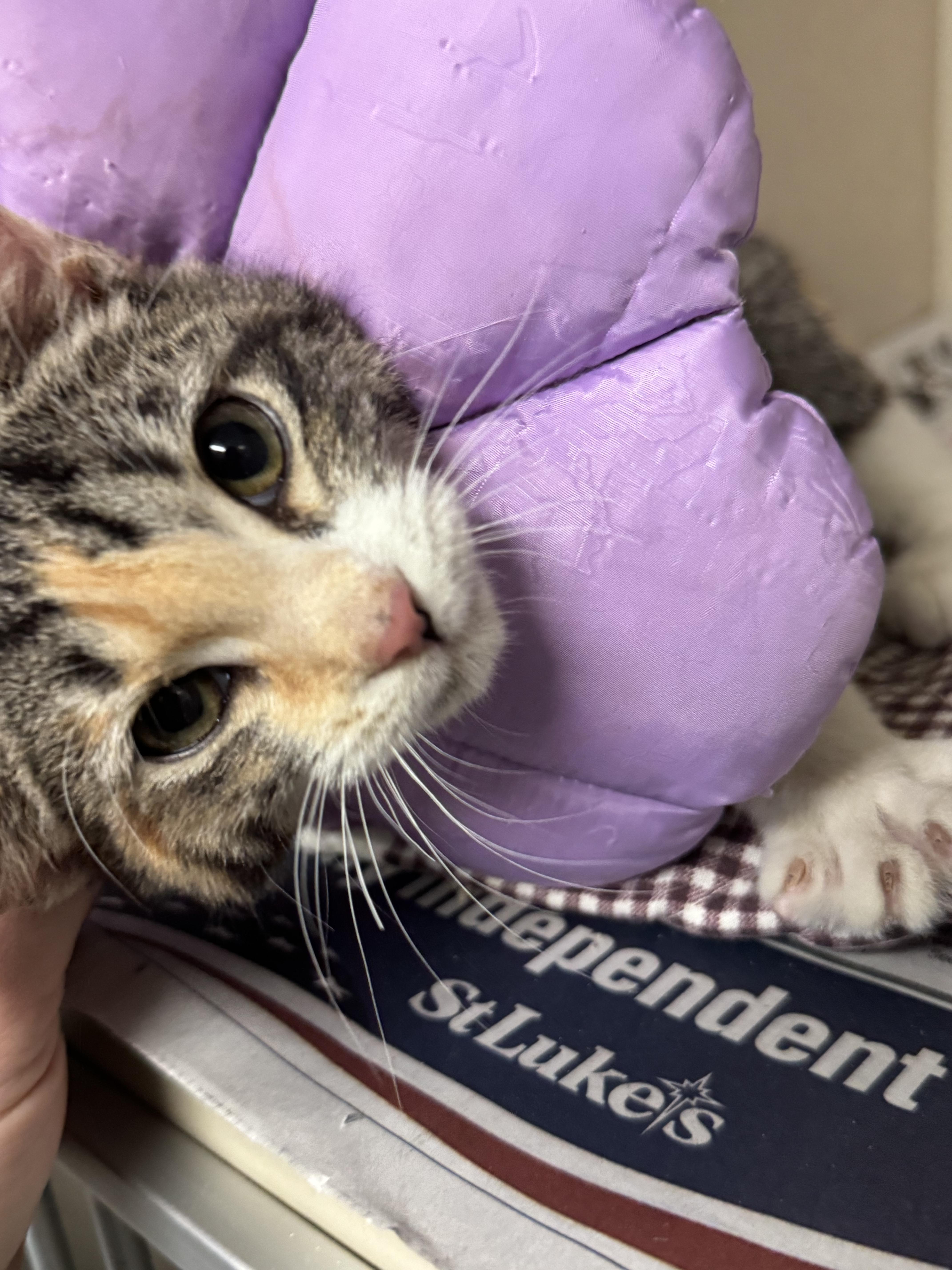 Arley, adopted, Kitten Female Domestic Short Hair.