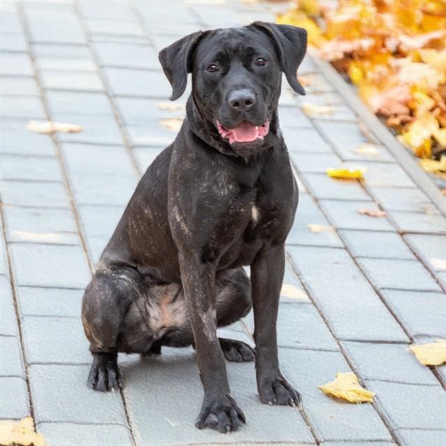 SADIE, Adoptable, Young Female Mastiff & Mixed Breed.