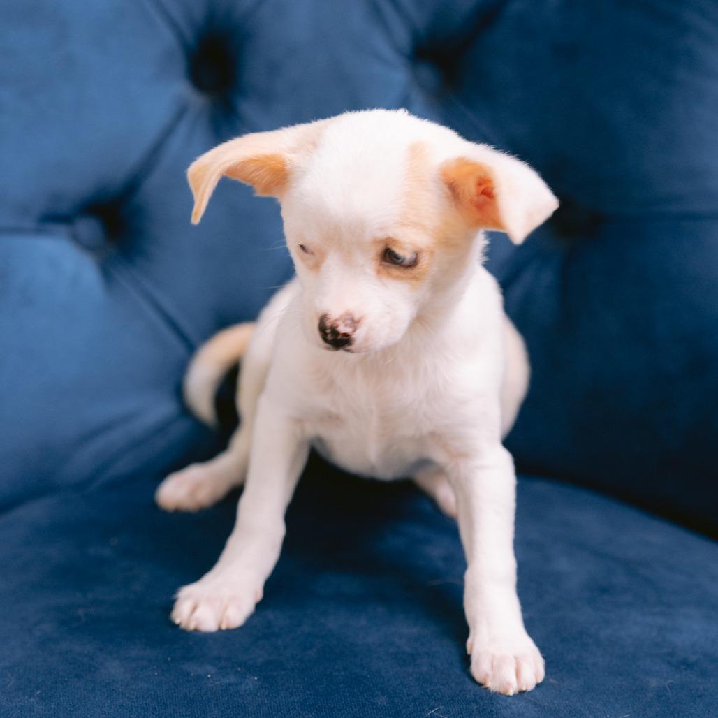 Rosita, ADOPTABLE, Puppy Female Chihuahua.