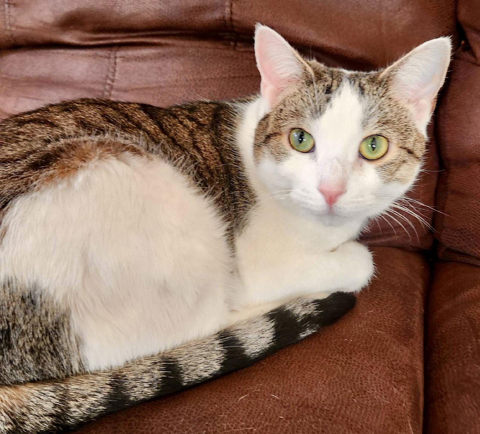 Sushi, Adopted, Young Female Domestic Short Hair.