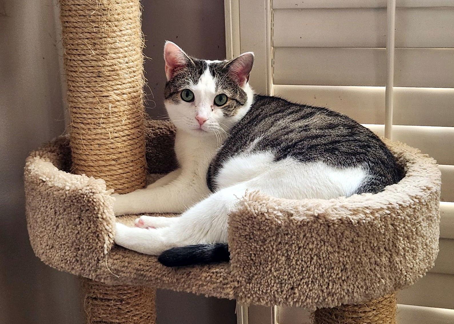 Enlarge Sushi, a Adopted Domestic Short Hair in Reston, VA image 2/3