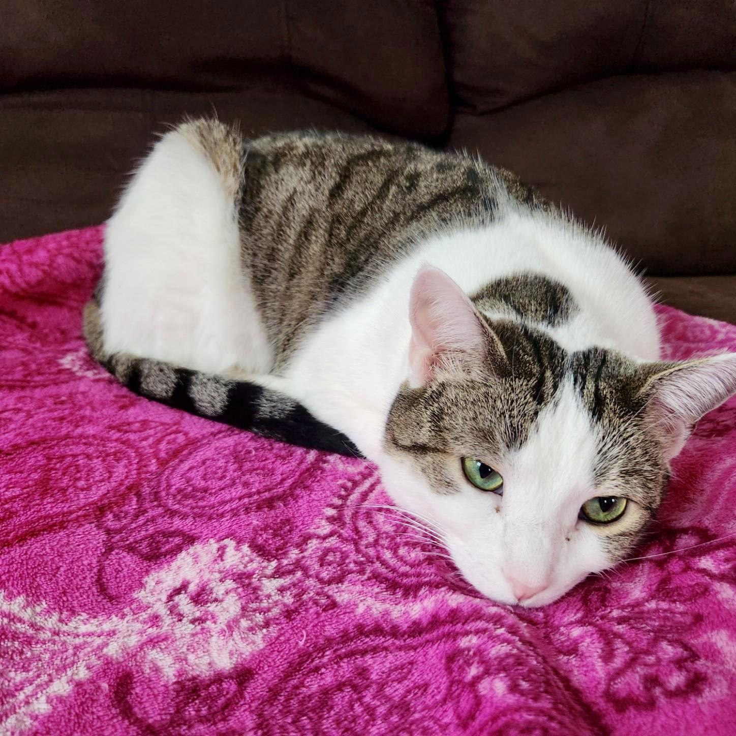 Enlarge Sushi, a Adopted Domestic Short Hair in Reston, VA image 3/3